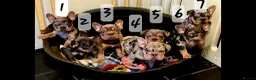 French Bulldog dogs for sale: FRENCH BULLDOG  - Advert 1