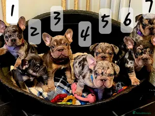 French Bulldog dogs FRENCH BULLDOG - Advert 12