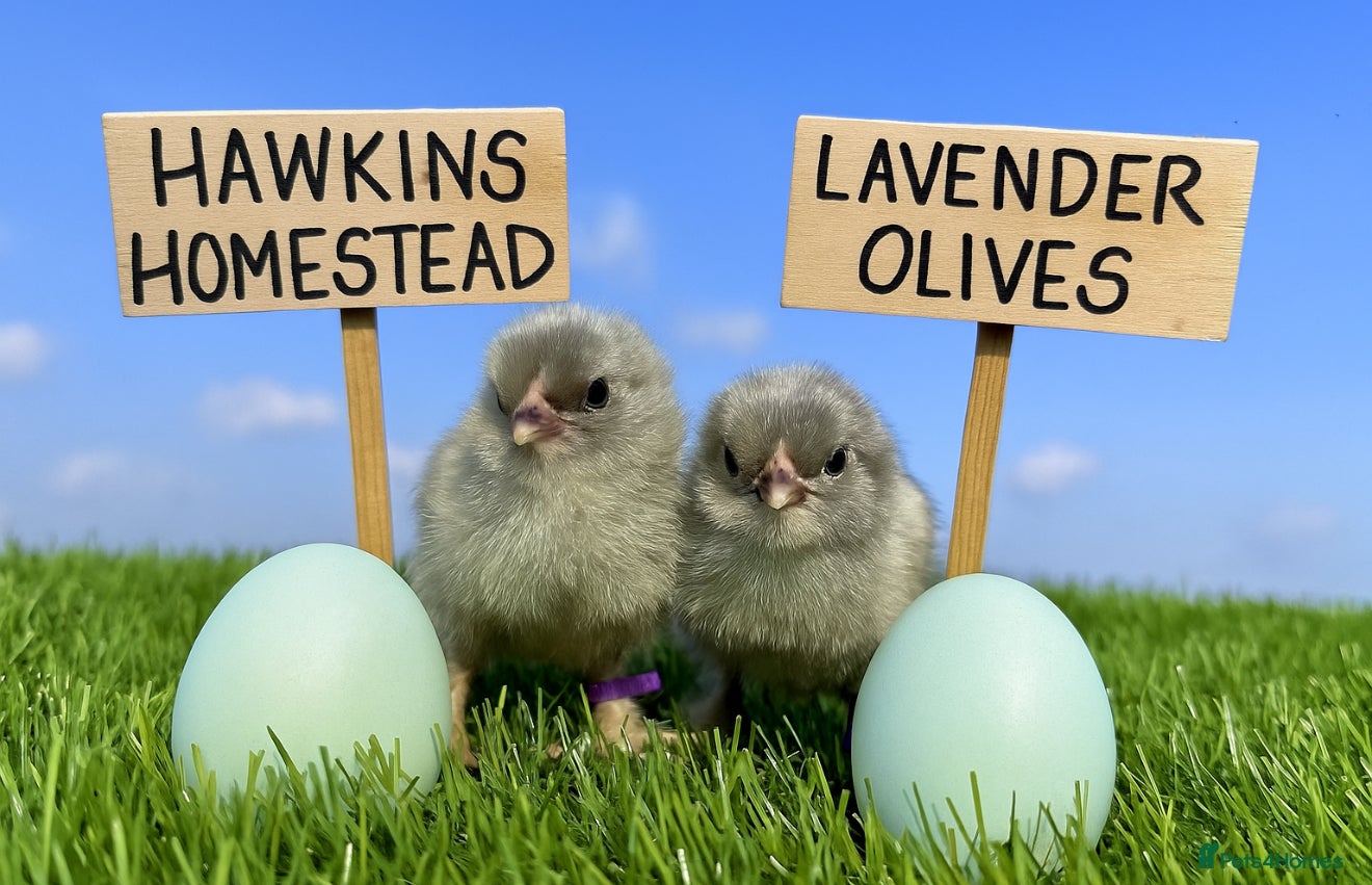 Chickens poultry Hatching eggs available. One day old chick -pol - Advert 6