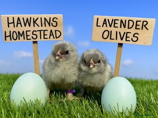 Chickens poultry Hatching eggs available. One day old chick -pol - Advert 2