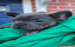 French Bulldog dogs for sale: Stunning French bulldog puppies 🐕 - Image 6