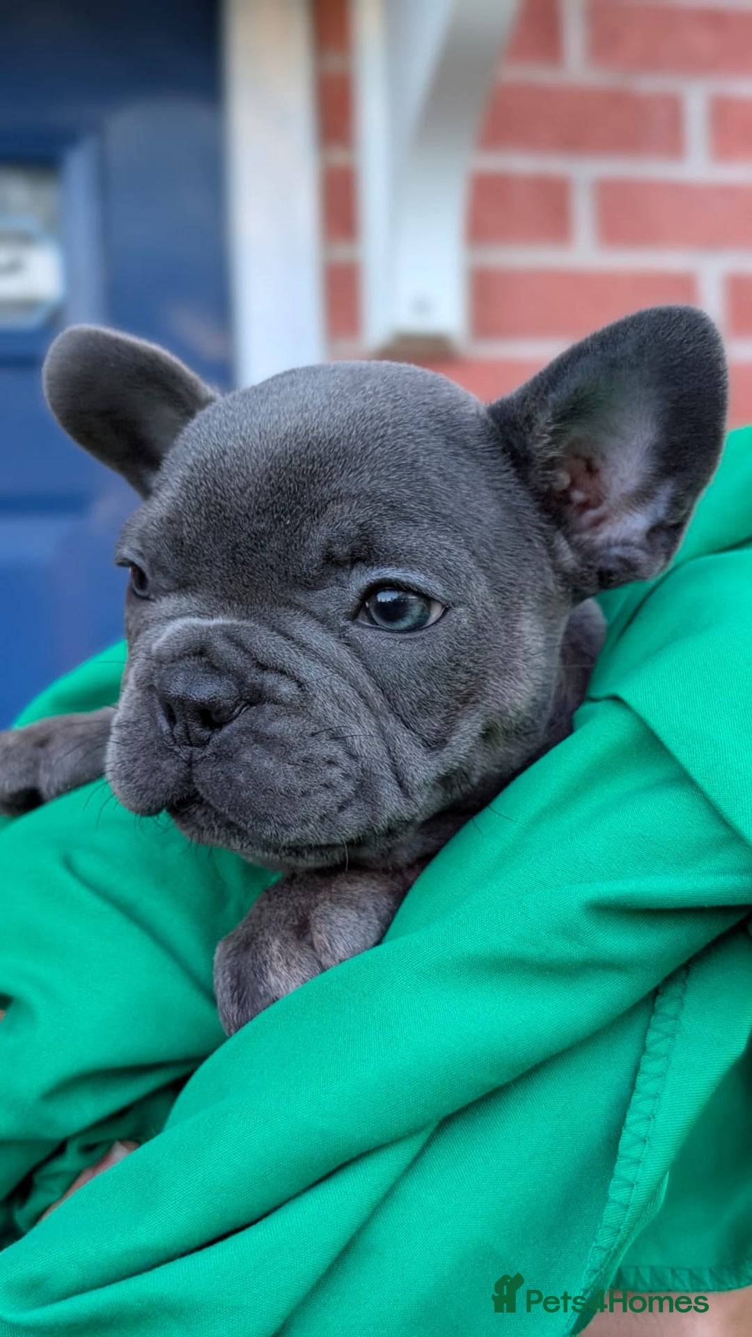 French Bulldog dogs for sale: Stunning French bulldog puppies 🐕 - Image 6
