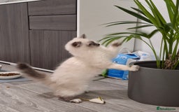 Ragcoon cats for sale: Beautiful Colourpoint Tortie Female Ragdoll Kitten - Image 12