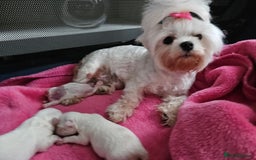 Maltese dogs for sale: MALTESE💖KC.Registered,5 generation pedigree🩵 🐩 - Image 11