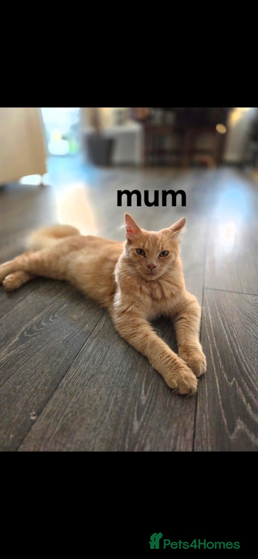 Mixed Breed cats Maine coon x Ragdoll x British short hair kittens  - Advert 1