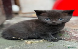 Scottish Fold cats for sale: Beautiful Scottish Kittens – Fold & Straight Ears - Image 1