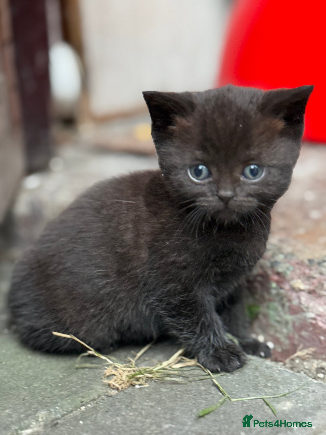Scottish Fold cats for sale: Beautiful Scottish Kittens – Fold & Straight Ears - Image 1