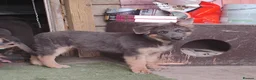 German Shepherd dogs for sale: German shepherd bitch pups - Advert 3