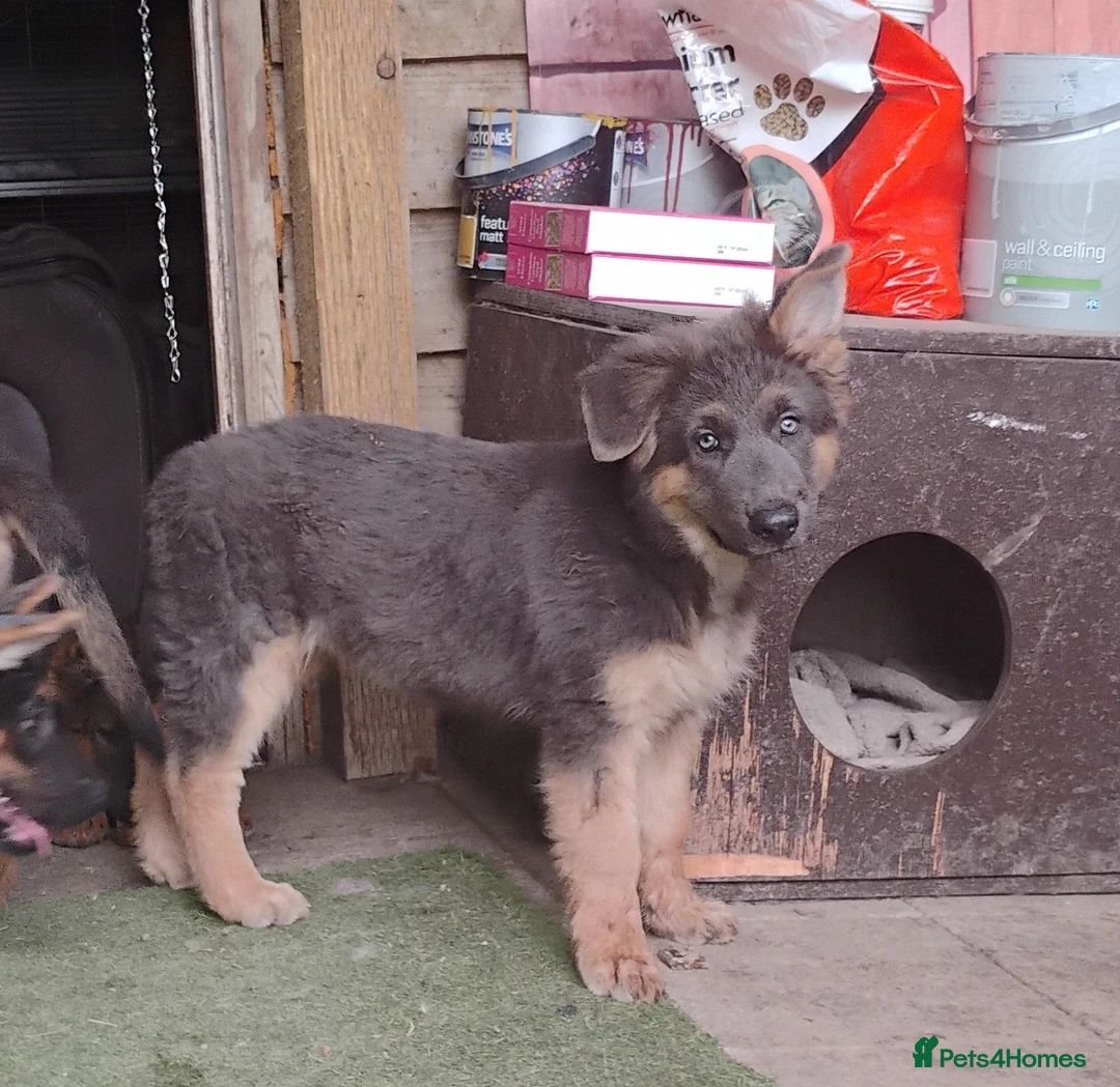 German Shepherd dogs for sale: German shepherd bitch pups - Advert 3