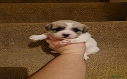 French Bulldog dogs for sale: Franch Bulldog - Image 6