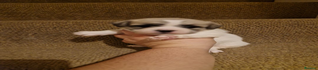 French Bulldog Puppy 2