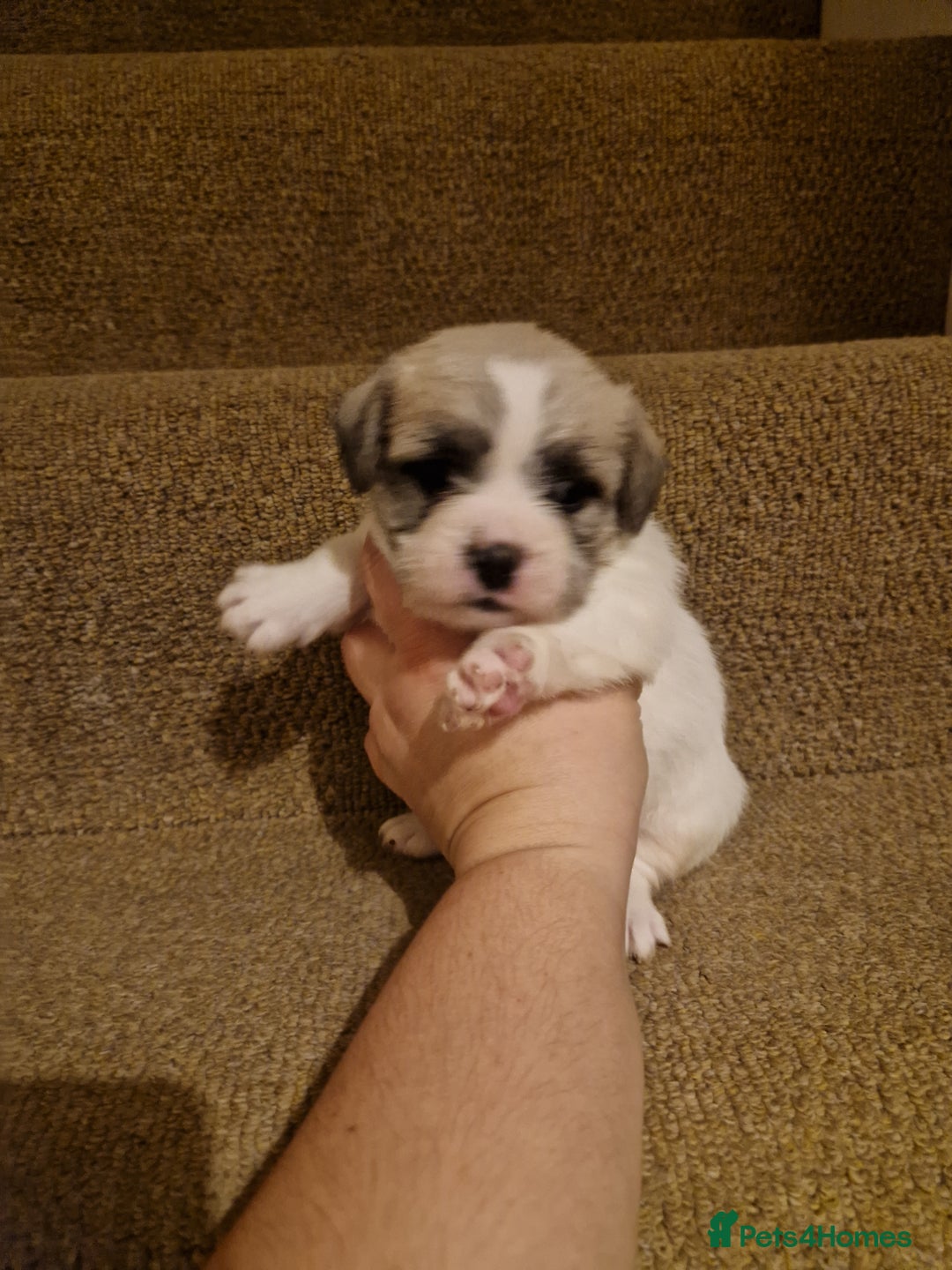 French Bulldog dogs for sale: Franch Bulldog - Image 6