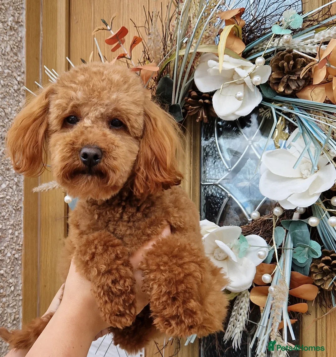 Toy Poodle dogs for stud: Toy poodle ,( stud only not for sale)  in Pontypool - Advert 3