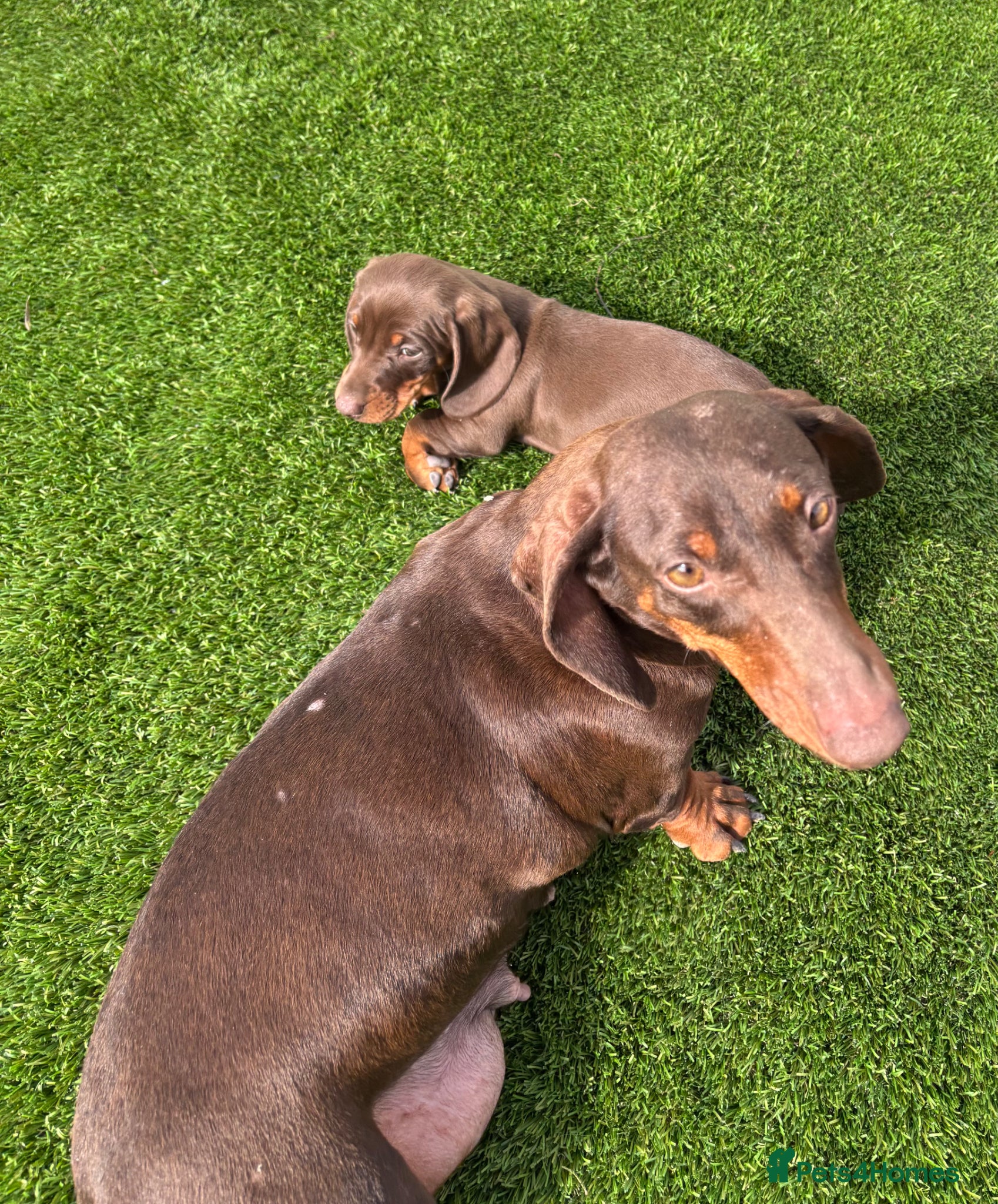 Dachshund dogs Dachshund puppies  - Advert 1