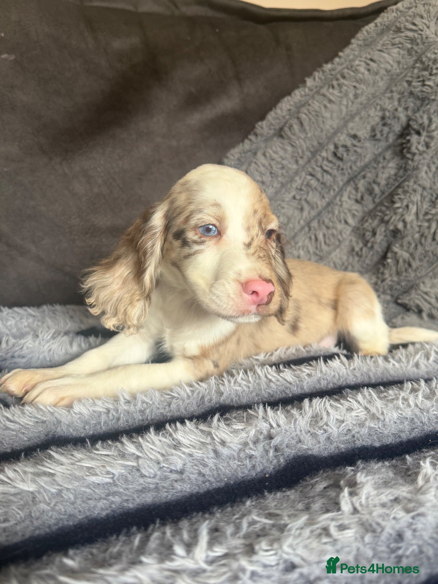 Cocker Spaniel dogs Beauitful puppies for sale  - Advert 6