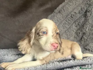 Cocker Spaniel dogs Beauitful puppies for sale - Advert 6
