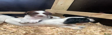 English Springer Spaniel 2