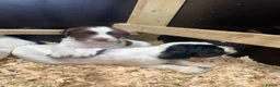 English Springer Spaniel dogs for sale: Three male springer spaniel pups  - Advert 2