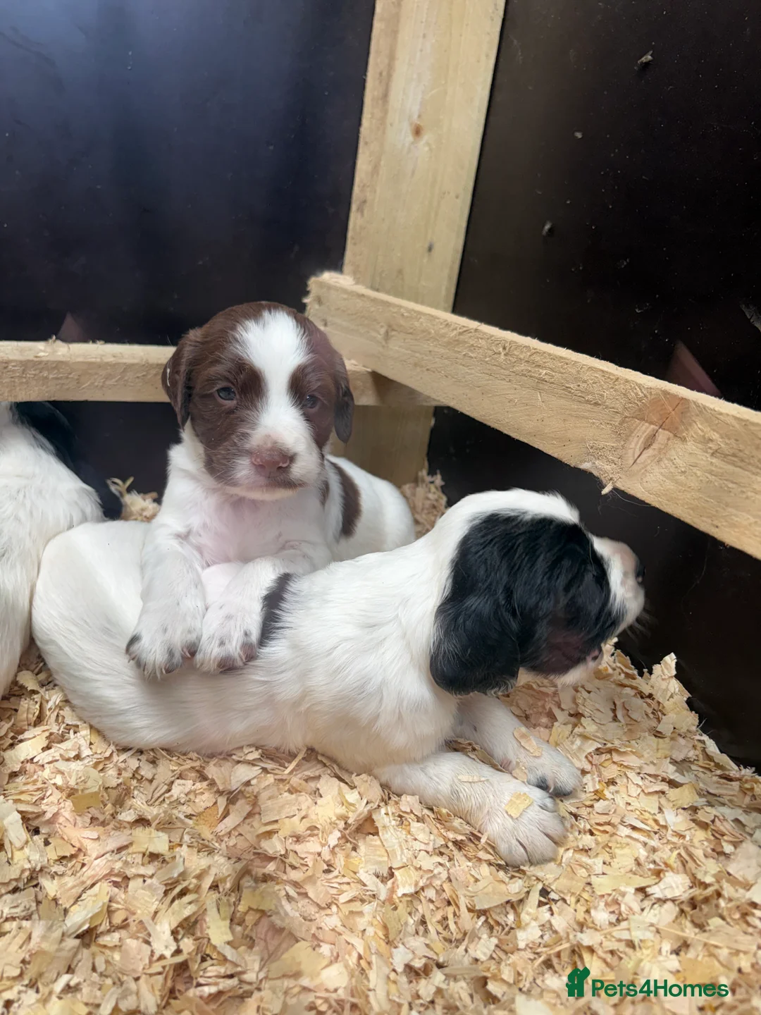 English Springer Spaniel dogs for sale: Three male springer spaniel pups  - Advert 2