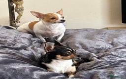 Chihuahua dogs for sale: Puppy  - Image 15