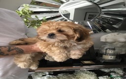 Shih Tzu dogs for sale: Tiny Imperial Shihtzu  Puppies  - Image 15