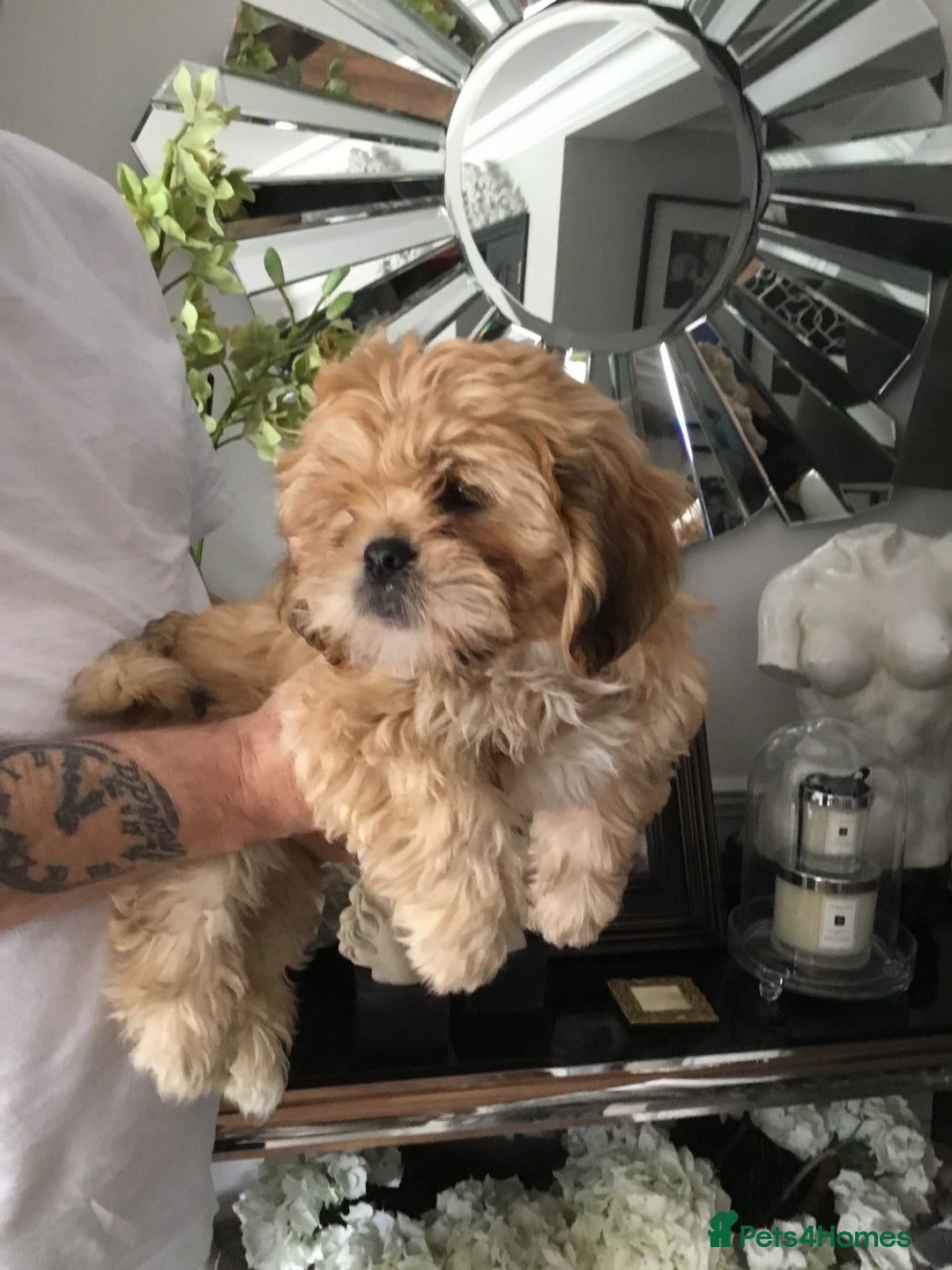 Shih Tzu dogs for sale: Tiny Imperial Shihtzu  Puppies  - Image 15