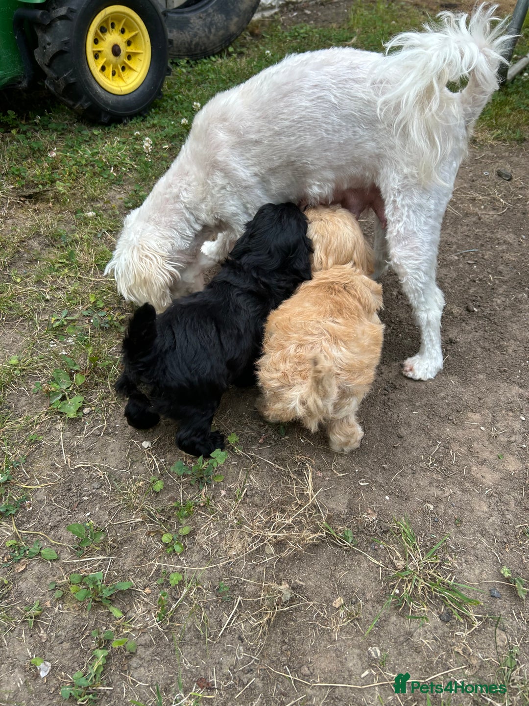 Maltipoo dogs for sale: Two cuddly little maltipoo boys - Image 15