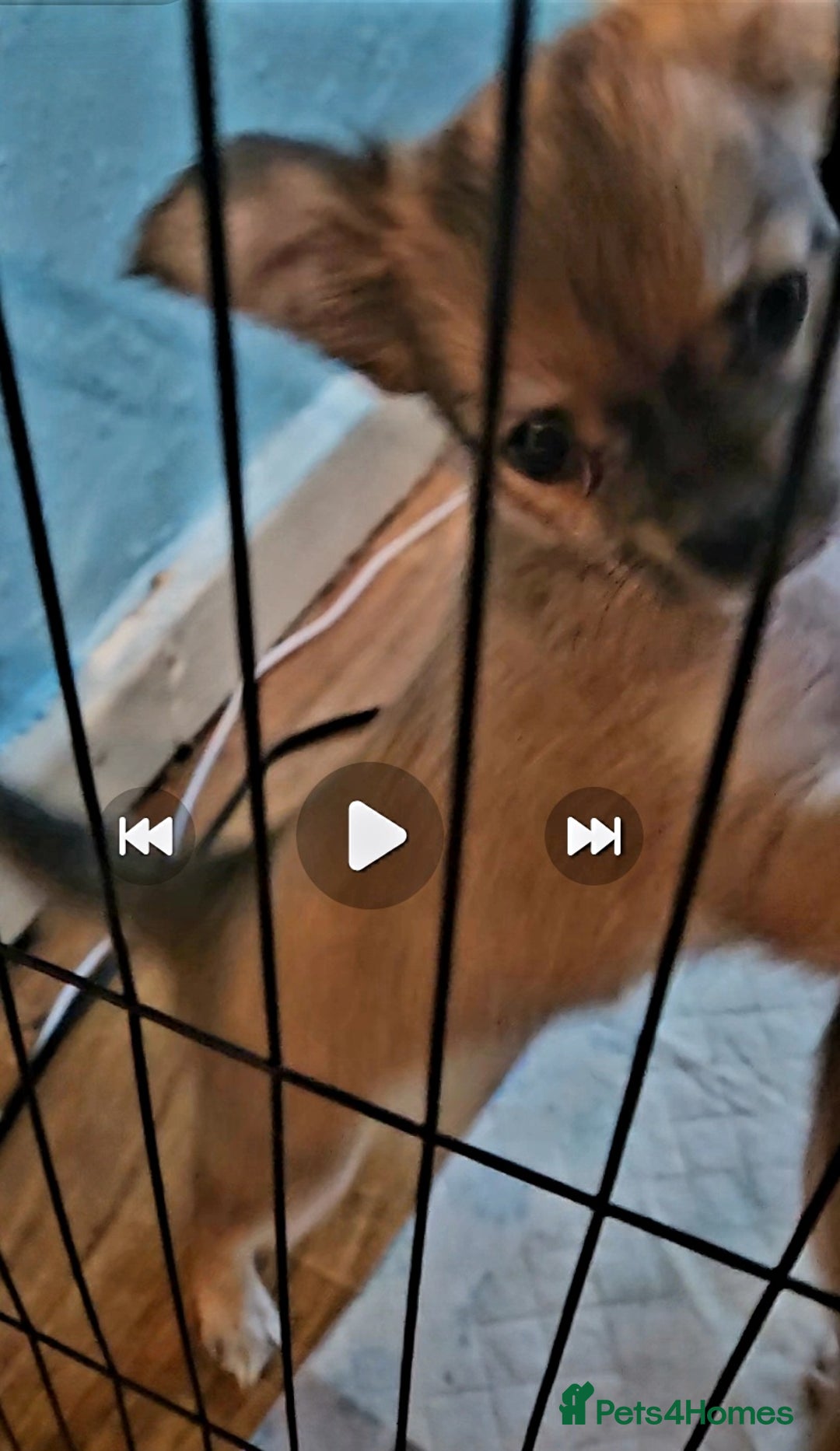 Chihuahua dogs for sale: 2x 13 old week beautiful Chihuahua Pups for sale  - Advert 13