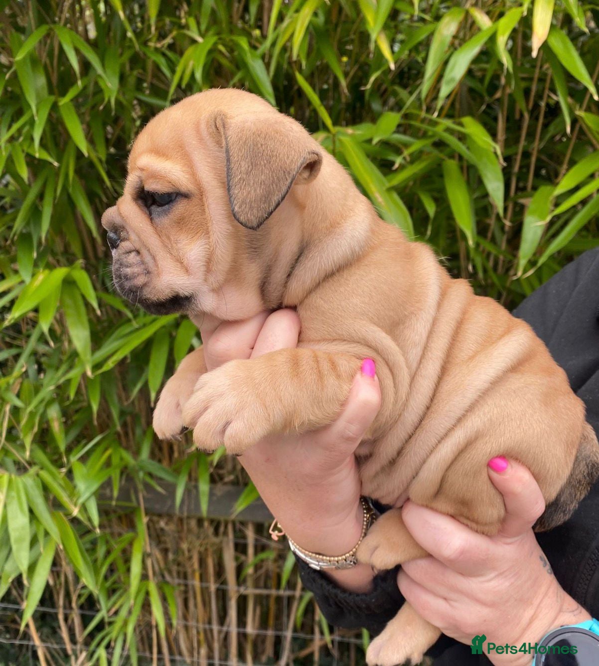 English Bulldog dogs Beautiful Bull dog puppies  - Advert 12