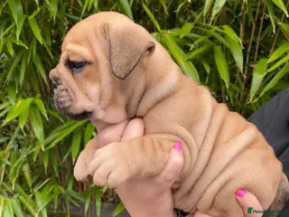 English Bulldog dogs Beautiful Bull dog puppies - Advert 16