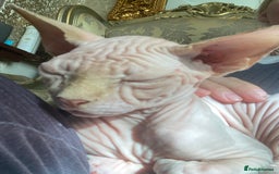 Sphynx cats for sale:  Sphynx kittens are looking for a loving  home. - Image 17