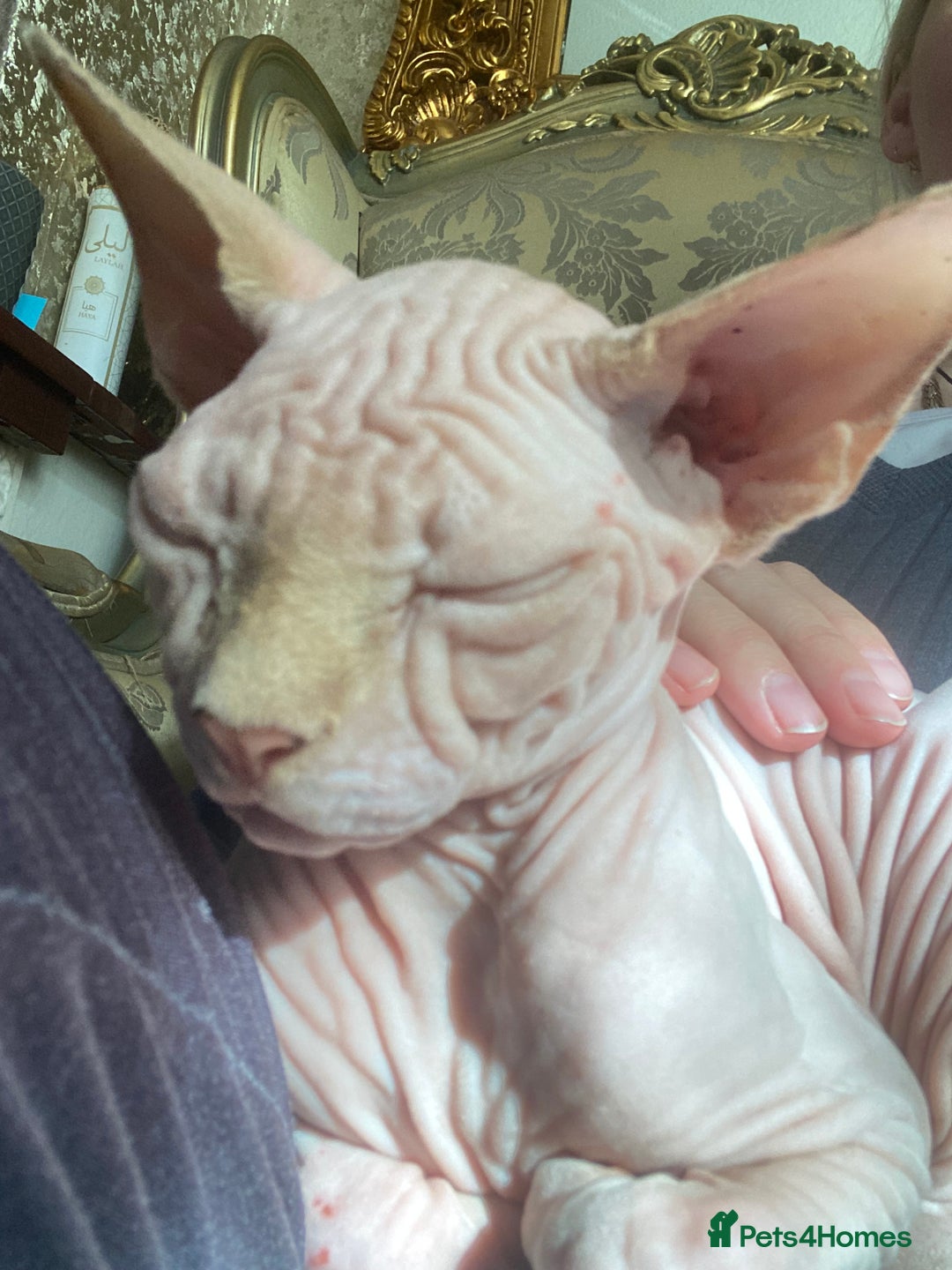 Sphynx cats for sale:  Sphynx kittens are looking for a loving  home. - Image 17