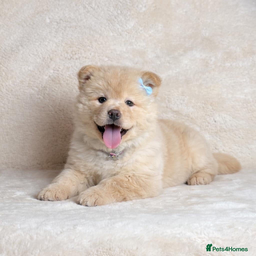 Mixed Breed dogs 9 week old Chowsky puppy (chow chow/ husky) in Birmingham - Advert 15