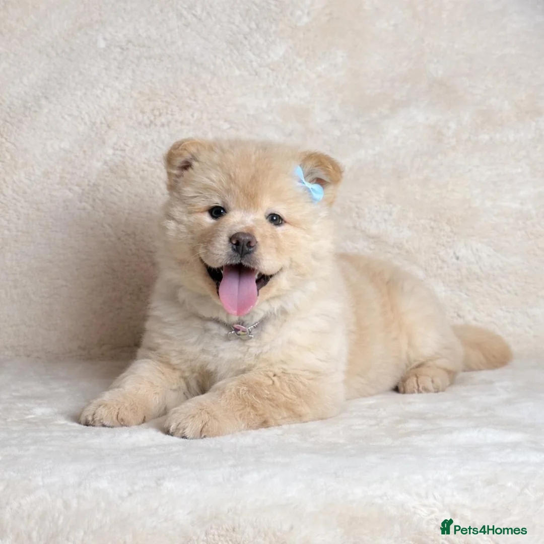 Mixed Breed dogs for sale: 9 week old Chowsky puppy (chow chow/ husky) - Advert 1