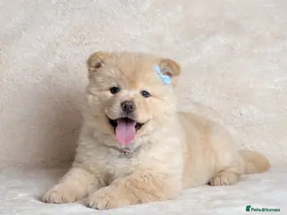 Mixed Breed dogs 9 week old Chowsky puppy (chow chow/ husky) in Birmingham - Advert 15