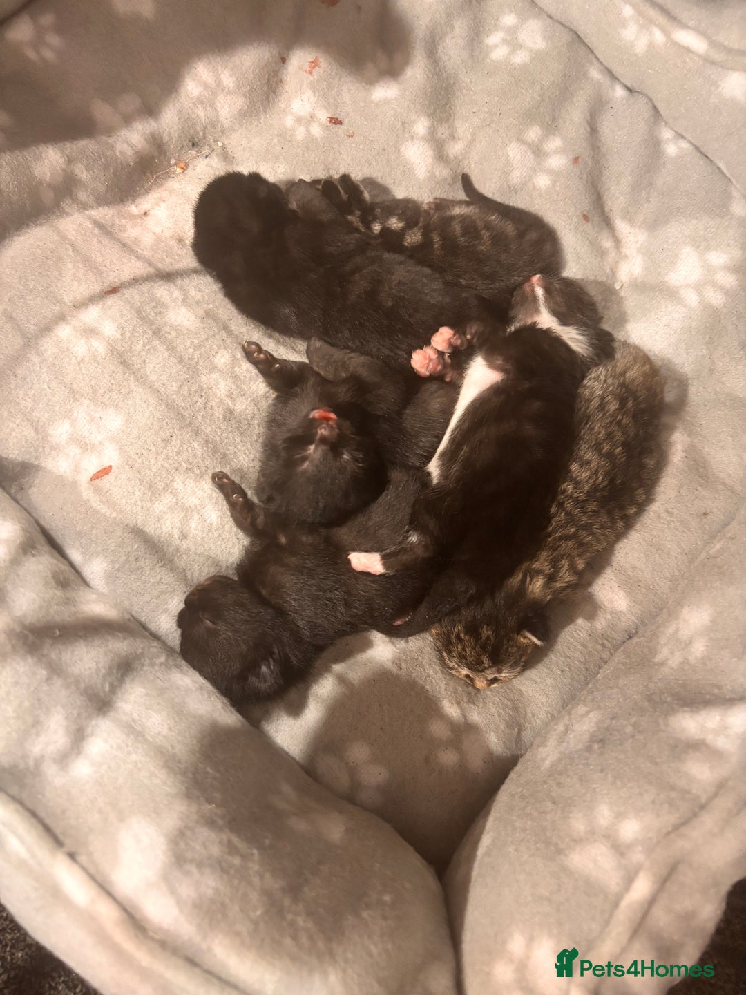 Mixed Breed cats for sale: Kittens - Image 8