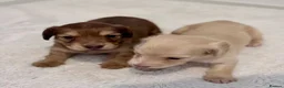 Miniature Dachshund dogs for sale: Charming Cream Miniature Dachshund Puppies in Kilmarnock - Advert 2