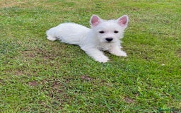 West Highland Terrier dogs for sale: Beautiful westie pups  - Image 2