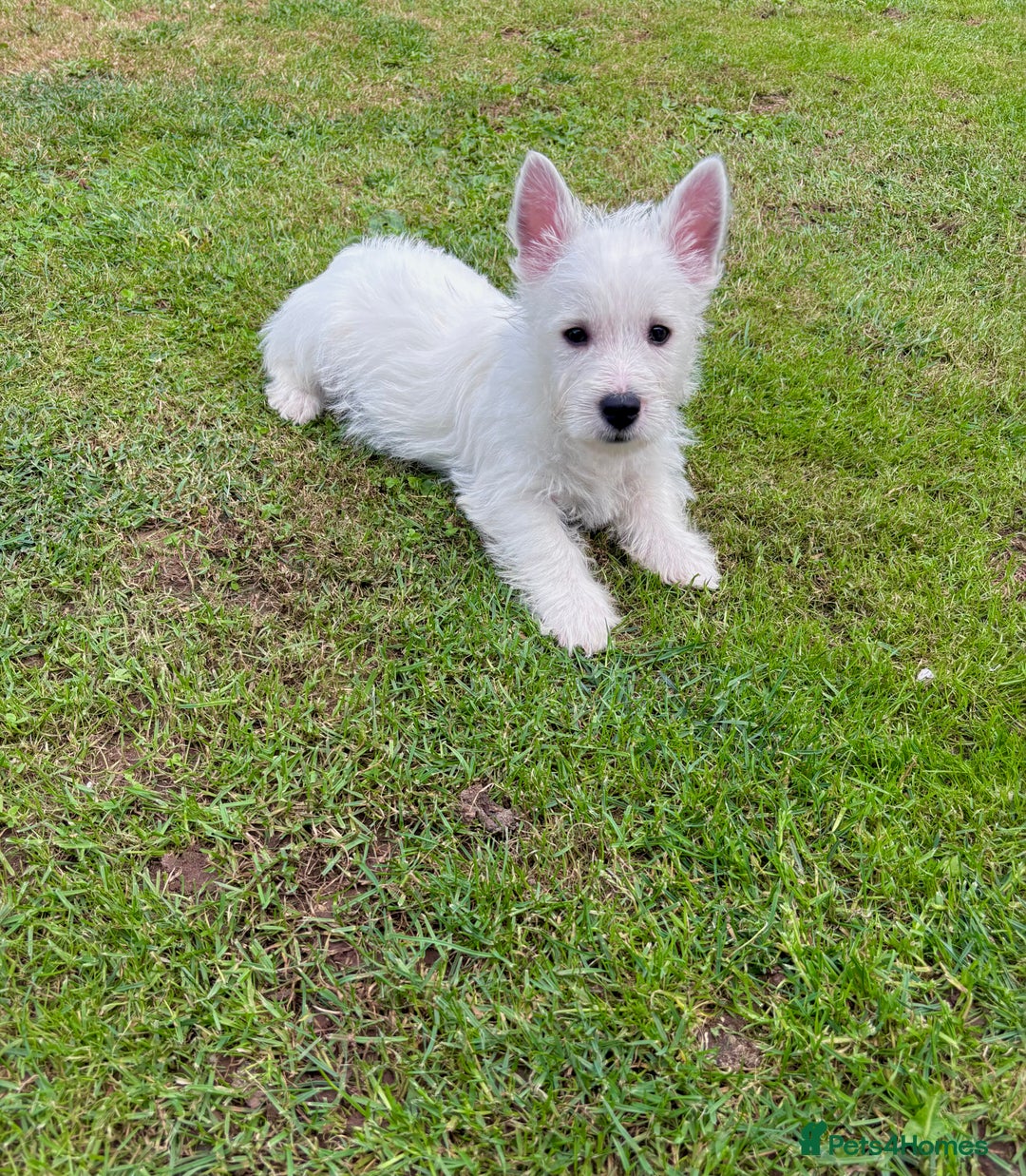 West Highland Terrier dogs for sale: Beautiful westie pups  - Image 2