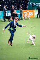 Labrador Retriever dogs - Advert 1