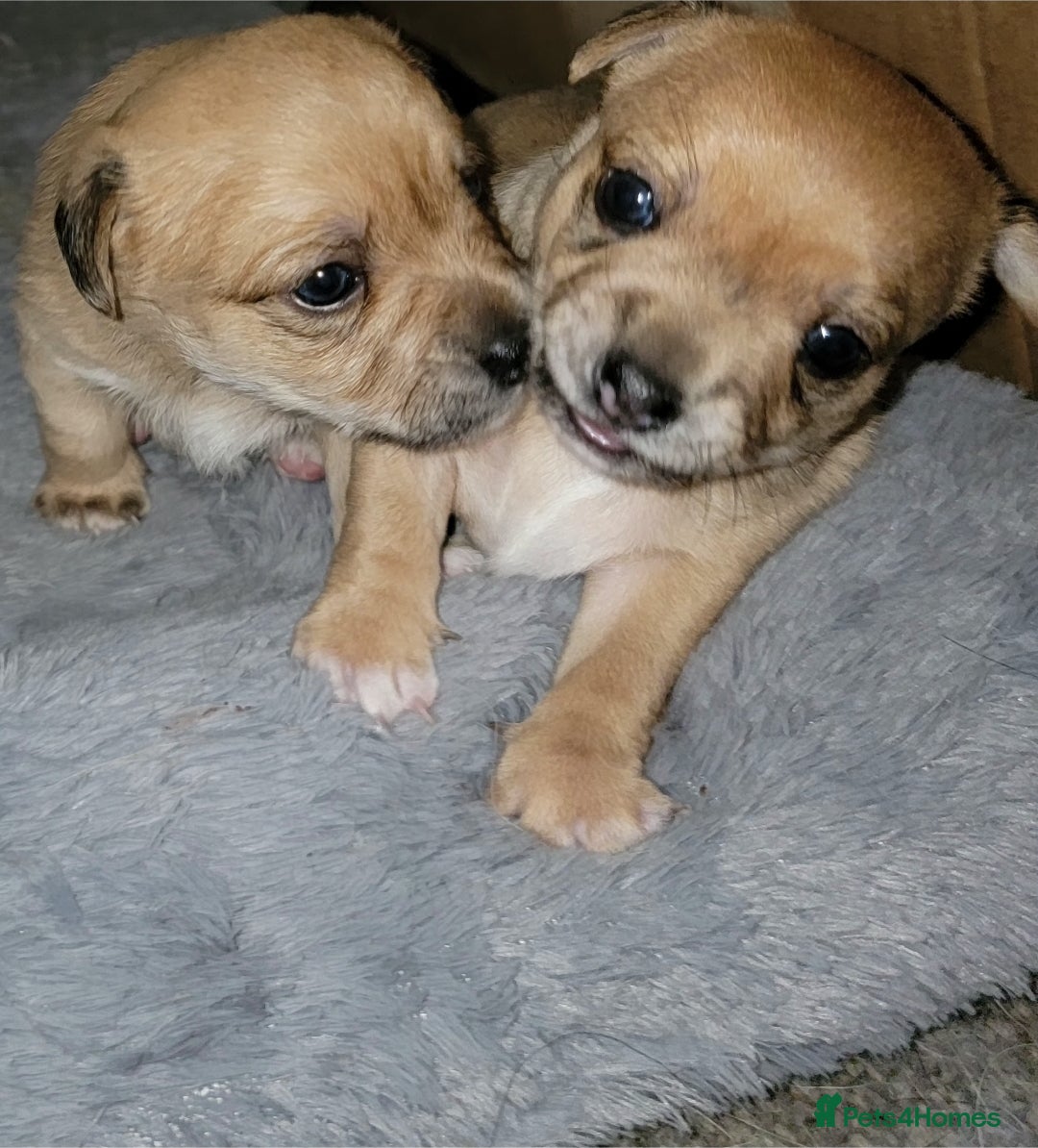 Mixed Breed dogs for sale: Chihuahua jack Russell boy puppy - Advert 10