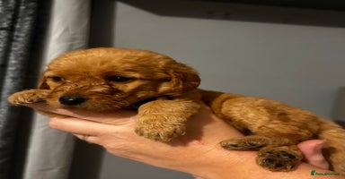 Labradoodle dogs Standard labradoodles multigenerational  - Advert 8