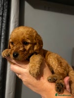 Labradoodle dogs Standard labradoodles multigenerational - Advert 8