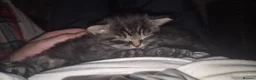 Mixed Breed cats for sale: Ragdoll x kittens  - Advert 4