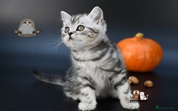 Scottish Fold cats for sale: LICENSED CATTERY, PURE BREED TOP QUALITY KITTENS - Image 22