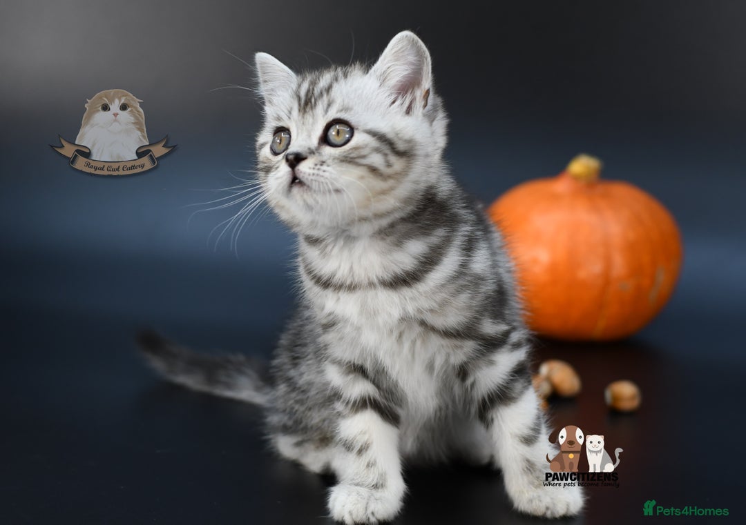 Scottish Fold cats for sale: LICENSED CATTERY, PURE BREED TOP QUALITY KITTENS - Image 22