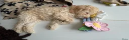 Labradoodle dogs for sale: Beautiful labradoodle puppies! - Advert 5