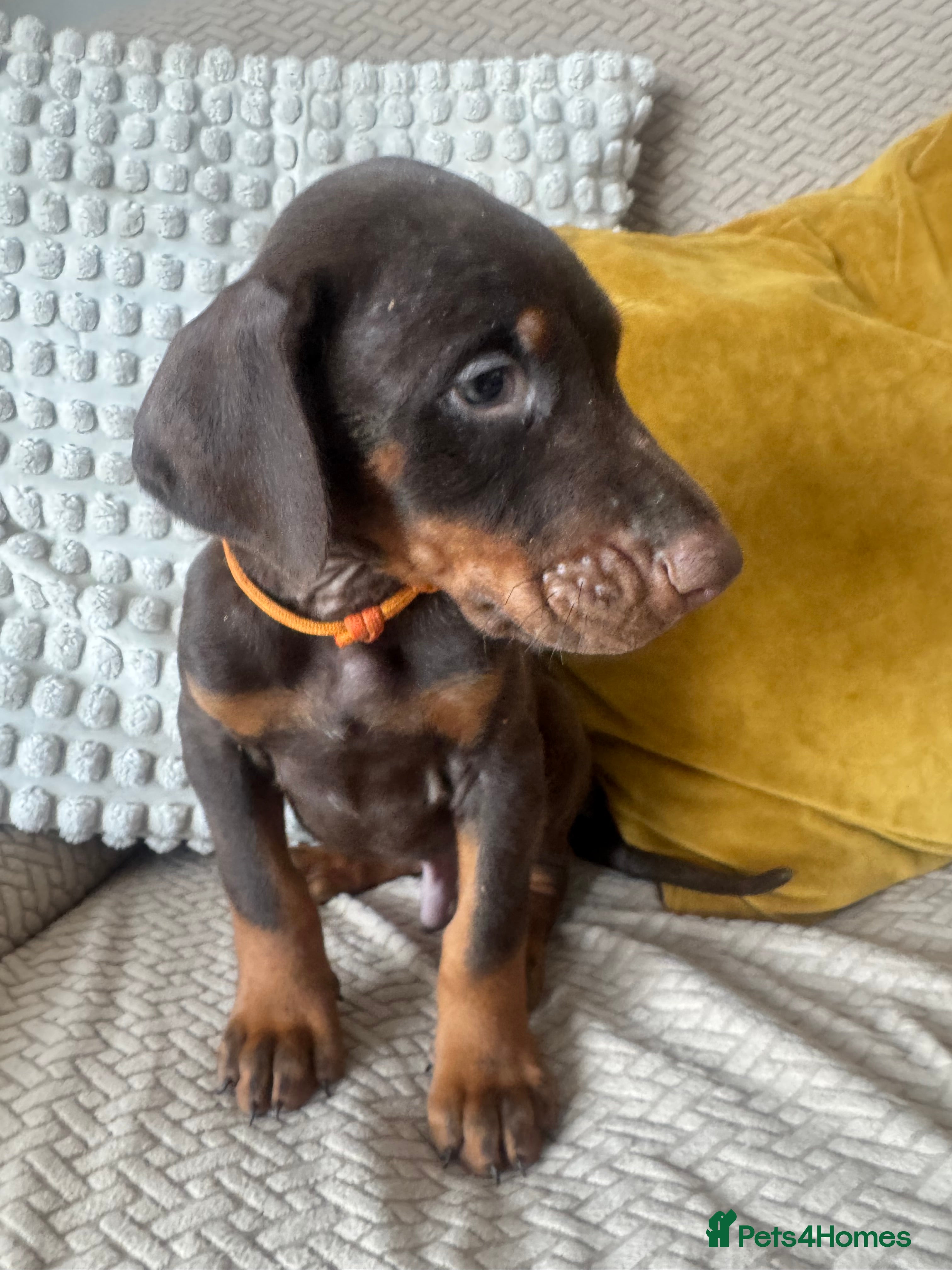 Dobermann dogs  Doberman puppies only 1 brown boy available  - Advert 15