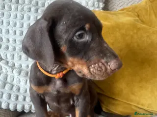 Dobermann dogs Doberman puppies only 1 brown boy available - Advert 15