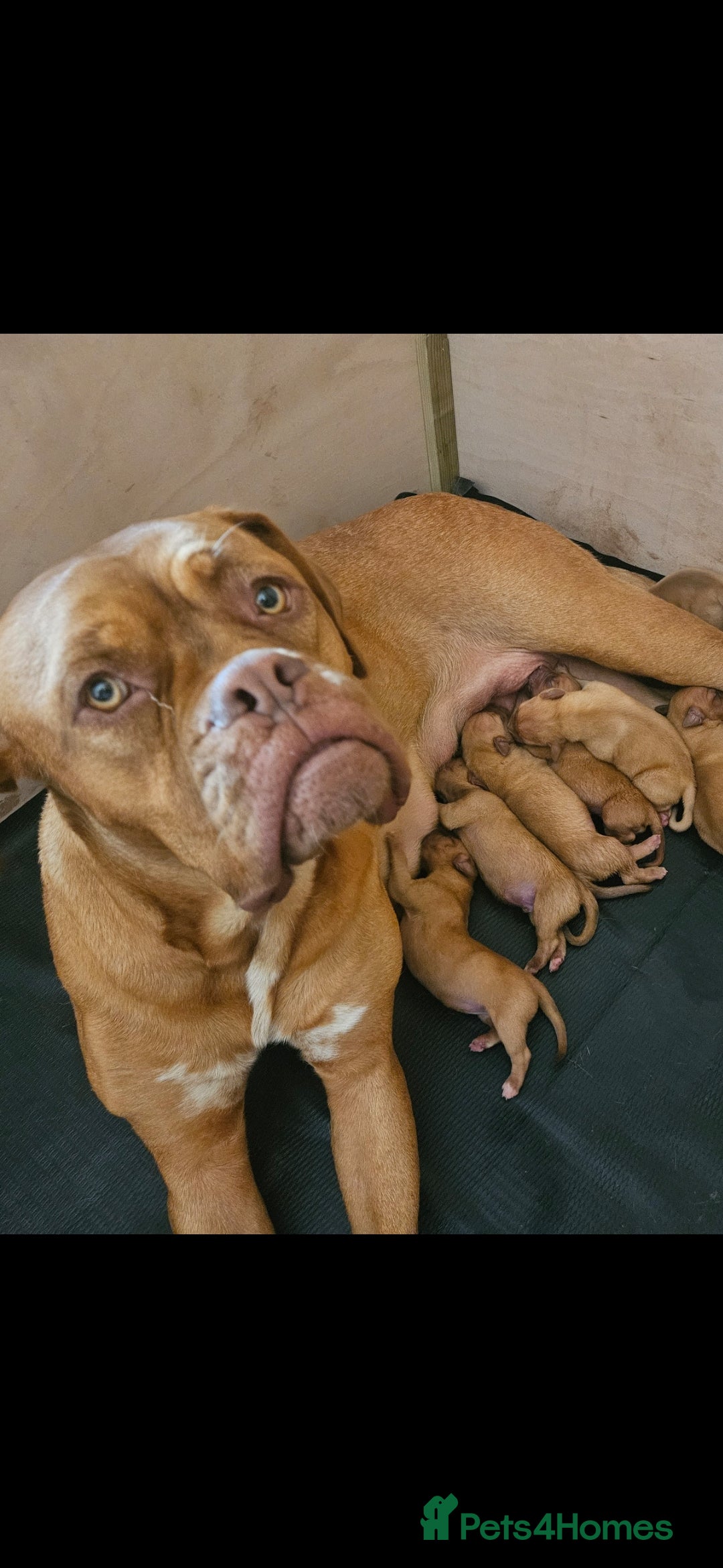 Dogue De Bordeaux dogs for sale: Dogue de bordeaux puppiesgor sale - Image 12